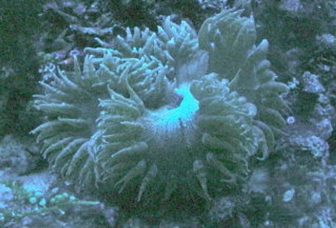 corals inverts - catalaphyllia jardinei - elegance coral stocking in 75 gallons tank - my flat brown