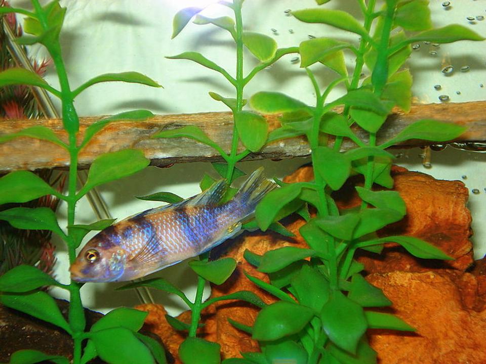 freshwater fish - maylandia zebra - blueberry stocking in 46 gallons tank - Blue-Berry
