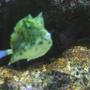 saltwater fish - lactoria cornuta - longhorn cowfish stocking in 75 gallons tank - my short horned gnarled cow fish