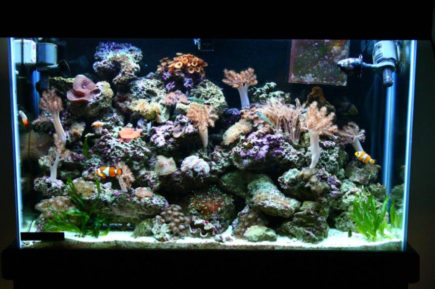 Rated #81: 45 Gallons Reef Tank - 1 year old 45 gallon tank.