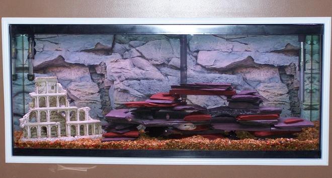 55 gallons freshwater fish tank (mostly fish and non-living decorations) - 55 gal. built in the wall. Gray/Green and Red Slate Decor. Plants on their way.