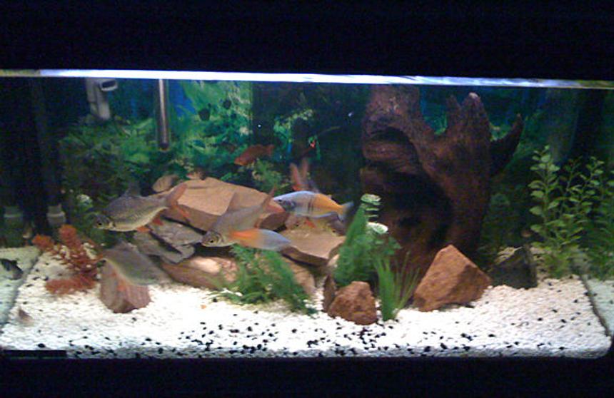 Rated #2225: 57 Gallons Freshwater Fish Tank - All non-living plants, few fish (just started) and some river-rock style gravel.  Using a Fluval 304 canister filter with full biomax media.