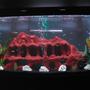 80 gallons freshwater fish tank (mostly fish and non-living decorations) - updated pic. moved some things around, more fish added, added some more plants (fake)