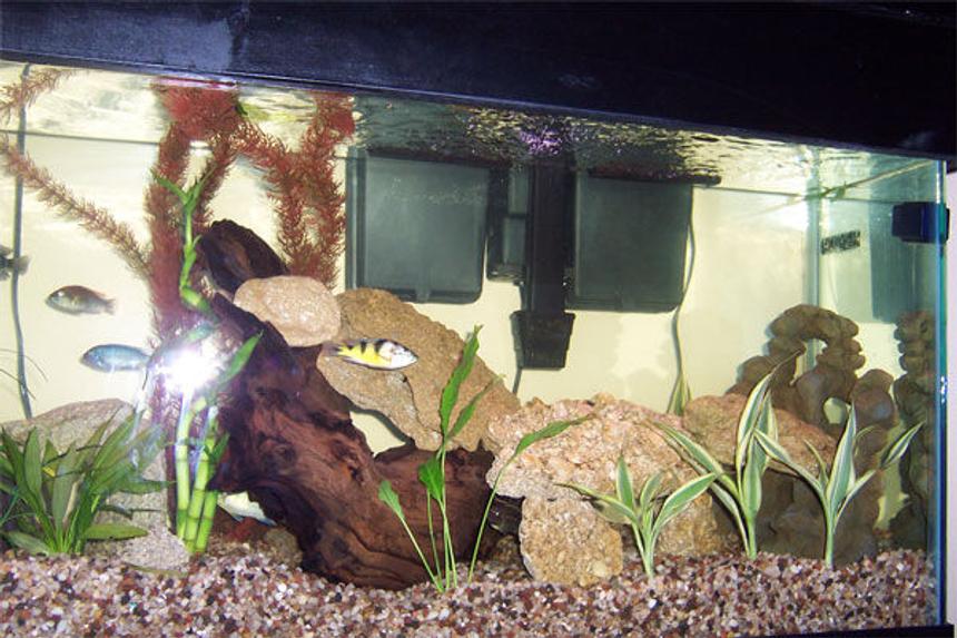 Rated #2901: 75 Gallons Freshwater Fish Tank - 13 African Cichlids total in this 55 Gallon Tank.