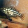freshwater fish - nimbochromis, polystigma - cheetah cichlid stocking in 75 gallons tank - Cheetah Cichlid. 2 Inches Long.