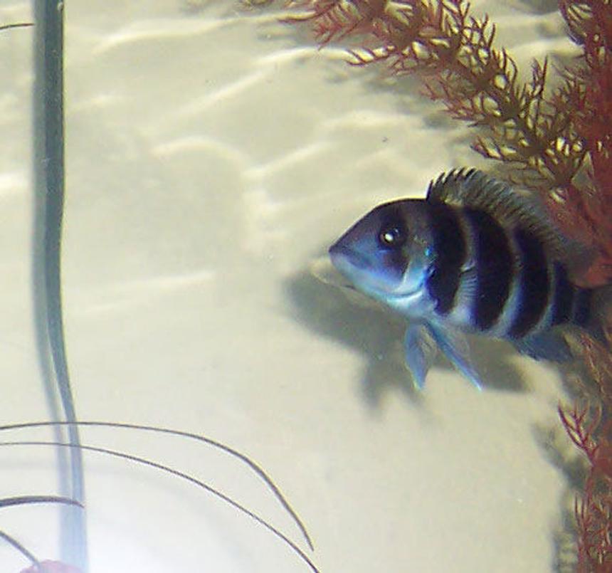 Rated #166: Freshwater Fish - Cyphotilapia Frontosa - Frontosa Cichlid Stocking In 75 Gallons Tank - Young Frontosa 2.5 Inches.