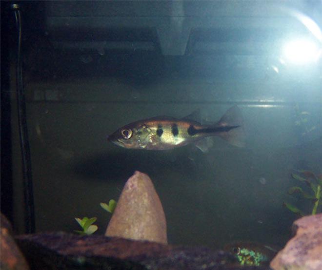 freshwater fish - cichlia ocellaris - peacock bass (ocellaris) stocking in 75 gallons tank - Baby Peacock Bass.  Can't wait for this little guy to get big.