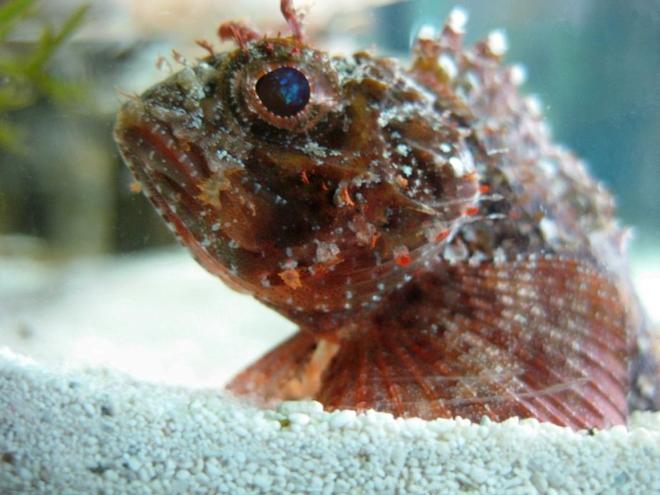 saltwater fish - parablennius sp. - horned blenny stocking in 120 gallons tank - Kray-Z Stonefish