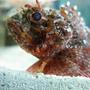 saltwater fish - parablennius sp. - horned blenny stocking in 120 gallons tank - Kray-Z Stonefish