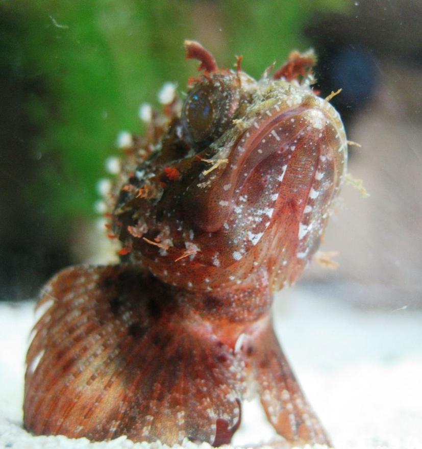 Rated #81: Corals Inverts - Haliotis Sp. - Abalone Stocking In 120 Gallons Tank - He sure is intriguingly ugly, yet majestic.