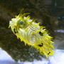 saltwater fish - chilomycterus schoepfi - spiny box puffer stocking in 120 gallons tank - Spiny Box Puffer