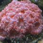 corals inverts - acanthastrea lordhowensis - aussie acan lord stocking in 75 gallons tank - Pink Acan. I've never seen another like it.