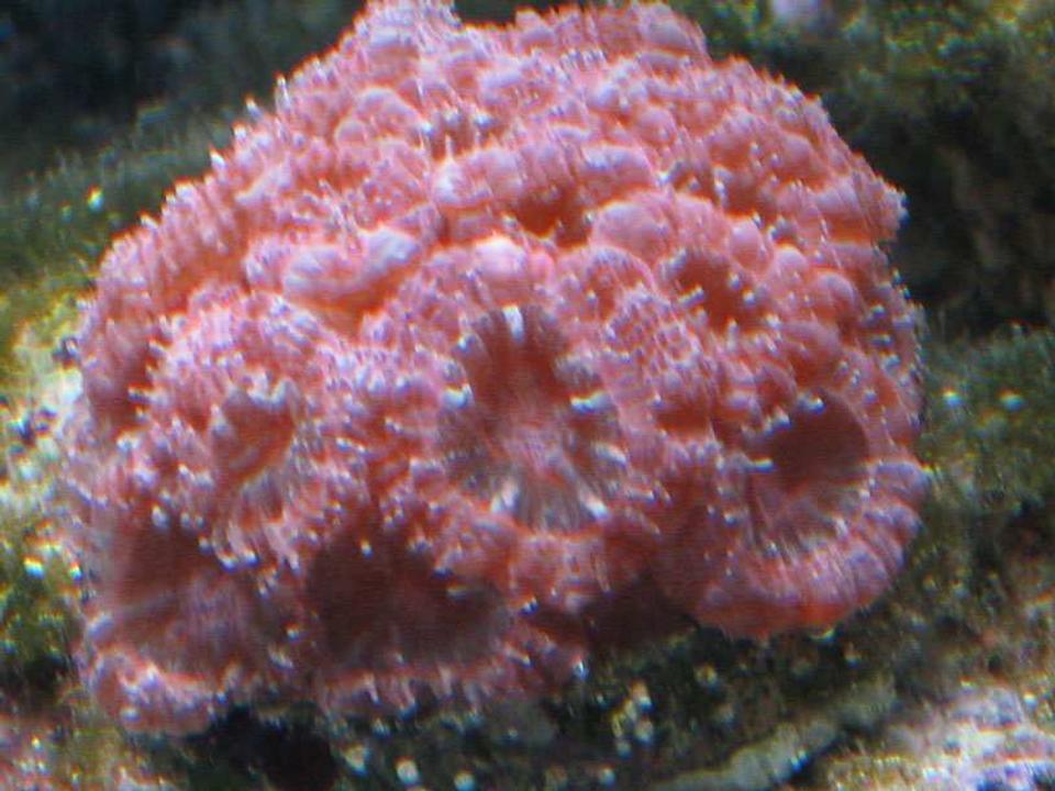 corals inverts - acanthastrea lordhowensis - aussie acan lord stocking in 75 gallons tank - Pink Acan.  I've never seen another like it.