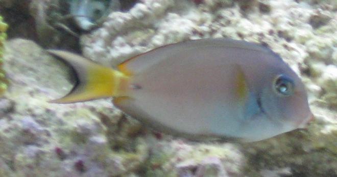 saltwater fish - acanthurus leucocheilus - white face tang stocking in 75 gallons tank - Rare Juvenile Acanthurus Leucocheilus AKA Pale Lipped Surgeon Fish