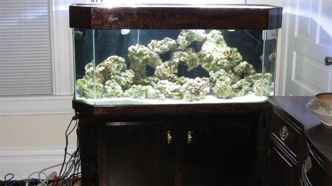 75 gallons saltwater fish tank (mostly fish, little/no live coral) - This was my first week Up and Running