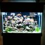 45 gallons reef tank (mostly live coral and fish) - stand