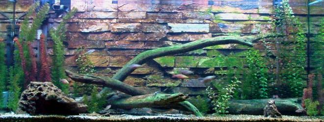 168 gallons freshwater fish tank (mostly fish and non-living decorations) - My custom 168 gallon.  Tired of seeing boring backgrounds, I made my own out of real stone.  Not satisifed with the store selection of wood, I got two 5 foot logs from one of my favorite trout streams.  Now I'm satisfied.