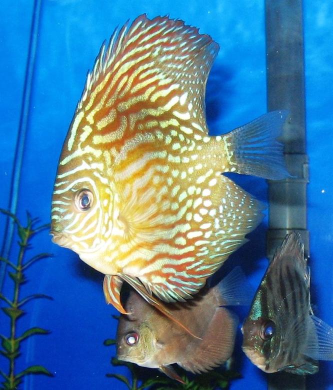 freshwater fish - symphysodon spp. - red turquoise discus stocking in 150 gallons tank - Red Turquoise Discus