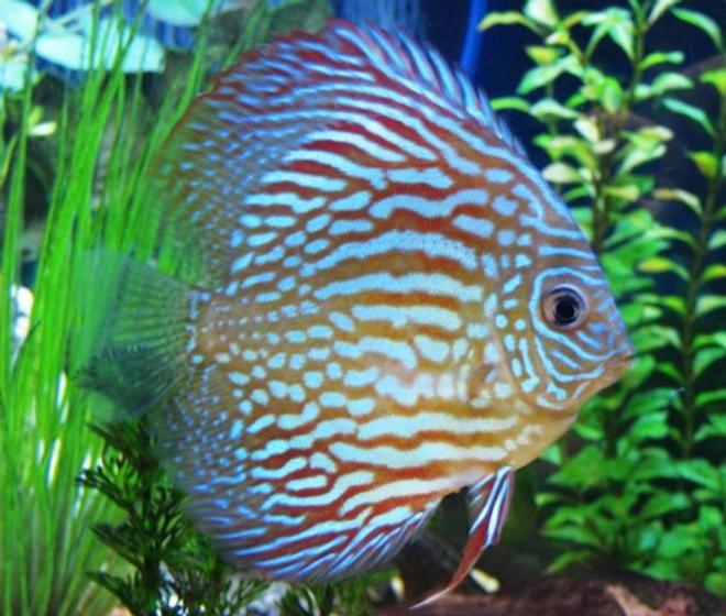 freshwater fish - symphysodon spp. - red turquoise discus stocking in 150 gallons tank - Red Turquoise Discus