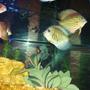 freshwater fish - symphysodon aequifasciata - green discus stocking in 150 gallons tank - Discus