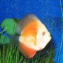 freshwater fish - red melon discus stocking in 150 gallons tank - Juvenile Melon Discus