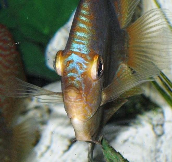 freshwater fish - symphysodon aequifasciata - green discus stocking in 150 gallons tank - Discus