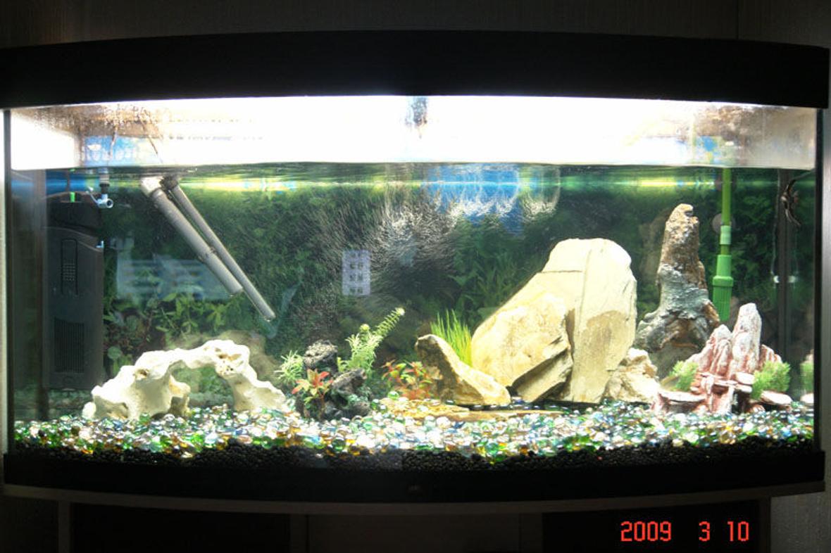 55 gallons freshwater fish tank (mostly fish and non-living decorations) - vision tropical tank