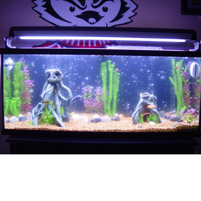 55 gallons freshwater fish tank (mostly fish and non-living decorations) - My 55 gallon African Cichlid tank. Its been setup for 3 months and I have 7 fish and 1 lobster in there. More fish to come!