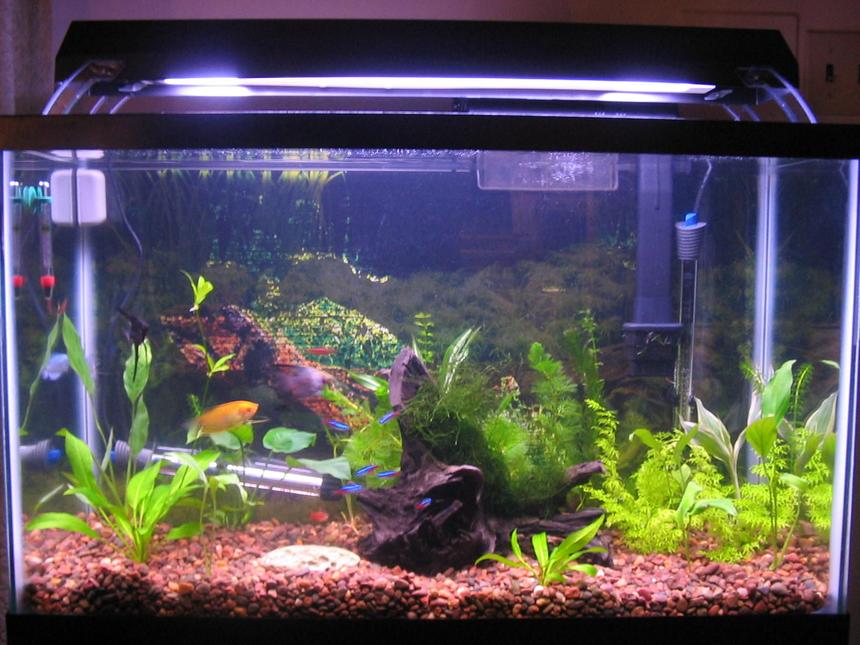 Rated #189: 29 Gallons Planted Tank - 29 gal. tank w/ 20 fish, 4 shrimp, and 21 plants