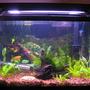 29 gallons planted tank (mostly live plants and fish) - 29 gal. tank w/ 20 fish, 4 shrimp, and 21 plants