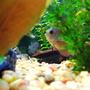 freshwater fish - symphysodon spp. - neon blue discus stocking in 150 gallons tank - Discus Hiding