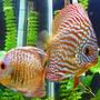 freshwater fish - symphysodon spp. - red turquoise discus stocking in 150 gallons tank - Green and Red Turquoise Discus