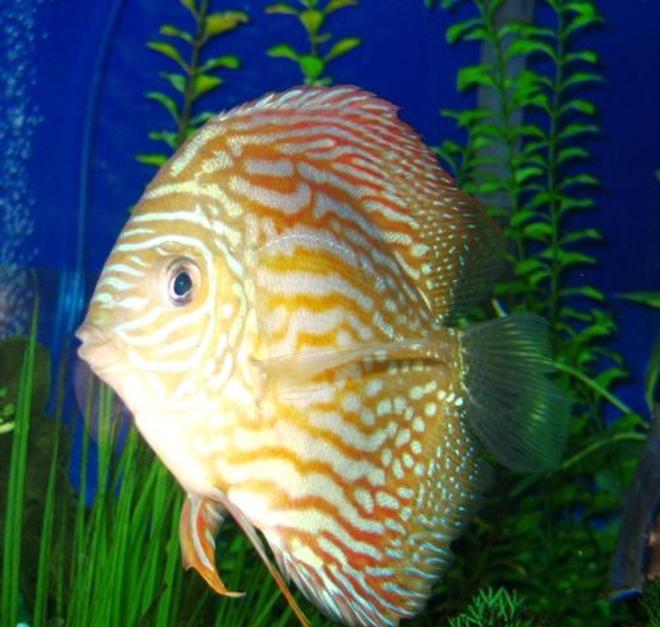 freshwater fish - symphysodon spp. - red turquoise discus stocking in 150 gallons tank - My Big Red Turquoise Discus
