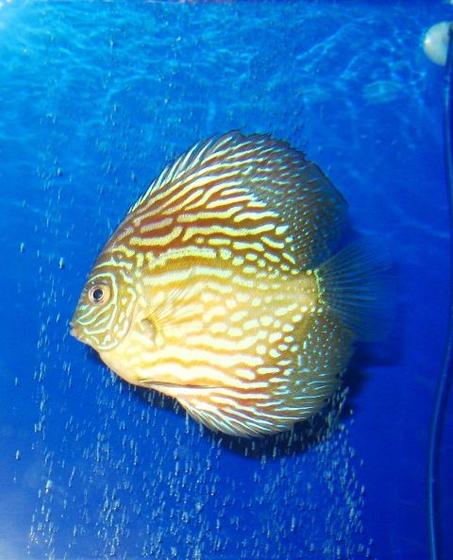 freshwater fish - red turquoise discus stocking in 150 gallons tank - Red Turquoise Discus