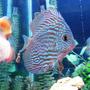 freshwater fish - symphysodon spp. - red turquoise discus stocking in 150 gallons tank - Red Turquoise Discus