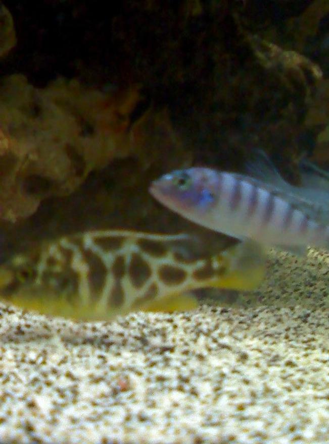 freshwater fish - nimbochromis venustus - venustus cichlid stocking in 65 gallons tank - R.I.P Pombo Rocks & Giraffe Cichlid.