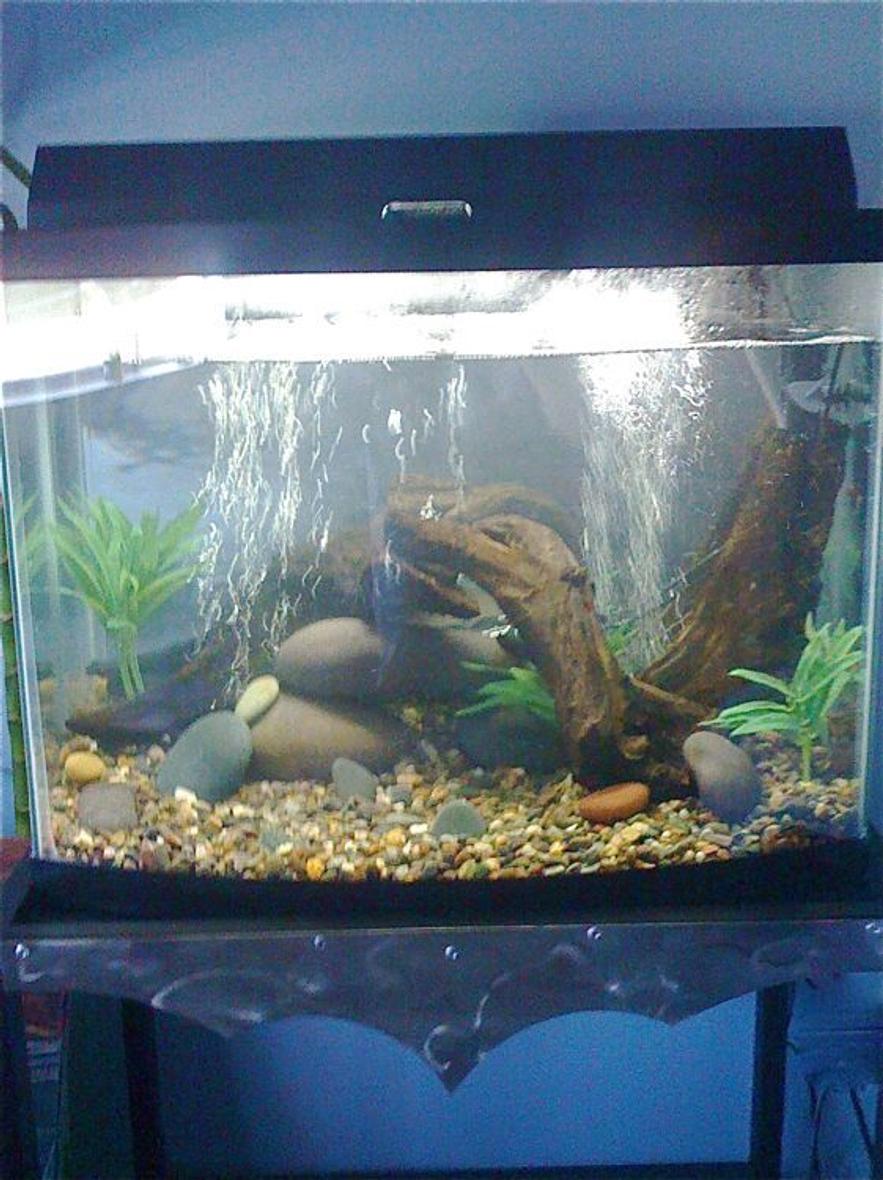 fish tank picture - newly setup 28 gallon euro bowfront biowheel 200 air pump rated 40 gallons 100 watt heater custom made steel stand by Unique Fabrications in Irvine California