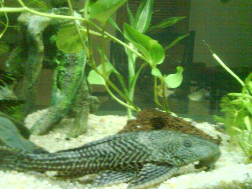 Rated #2250: Freshwater Fish - Glyptoperichthys Gibbiceps - Sailfin Pleco (l-83) Stocking In 250 Gallons Tank - pleco giant