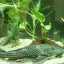 freshwater fish - glyptoperichthys gibbiceps - sailfin pleco (l-83) stocking in 250 gallons tank - pleco giant