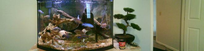 36 gallons freshwater fish tank (mostly fish and non-living decorations) - 36 gallon bow front