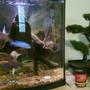 36 gallons freshwater fish tank (mostly fish and non-living decorations) - 36 gallon bow front