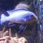 freshwater fish - pseudotropheus socolofi - powder blue cichlid stocking in 36 gallons tank - Im not sure who my dominent male is they seem to all chase each other around