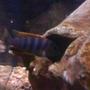 freshwater fish - metriaclima pyrsonotos stocking in 36 gallons tank - this is the first female to have a sucsesful batch