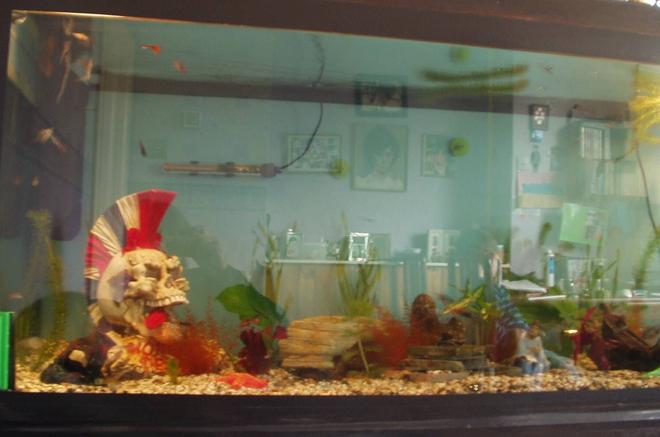 240 gallons freshwater fish tank (mostly fish and non-living decorations) - my 5ft x 2ft x 2ft tank been running about a month got a lot of fish in there now that are going to get a lot bigger check out the pics of my fish