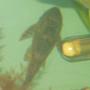 freshwater fish - glyptoperichthys gibbiceps - sailfin pleco (l-83) stocking in 240 gallons tank - my pleco approx 4inches long just losing his shyness