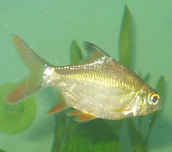 freshwater fish - barbus schwanefeldi - tinfoil red tail barb stocking in 240 gallons tank - one of our school of four tinfoil red tipped barbs
