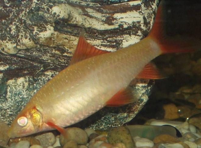freshwater fish - epalzeorhynchos frenatus - albino rainbow shark stocking in 240 gallons tank - our albino red tipped shark approx 3 inches