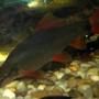 freshwater fish - epalzeorhynchos frenatus - rainbow shark stocking in 240 gallons tank - our rainbow shark approx 3inches