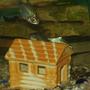 freshwater fish - barbus schwanefeldi - tinfoil red tail barb stocking in 240 gallons tank - my catfish asleep on his house with the tinfoil barb coming for a nose