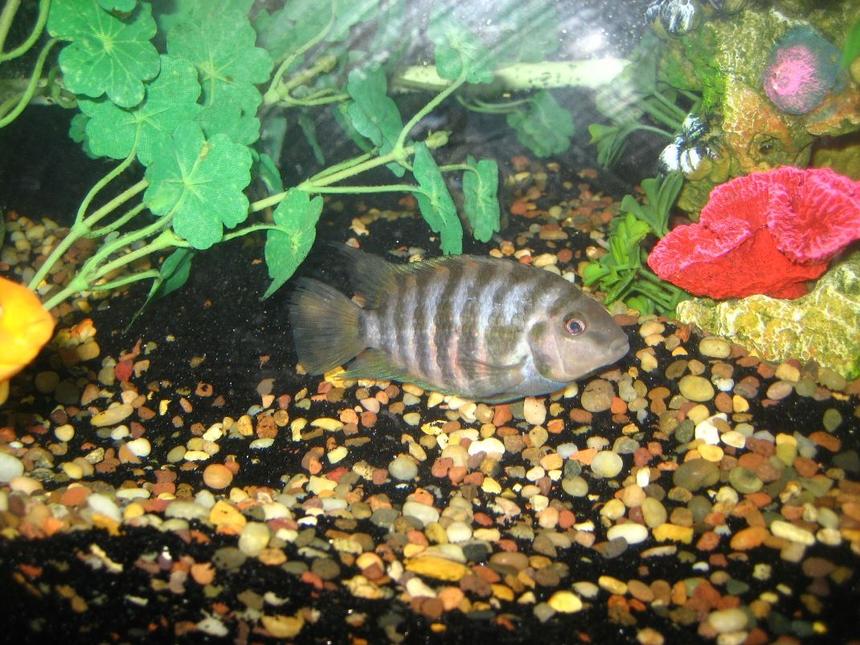 Rated #1218: Freshwater Fish - Archocentrus Nigrofasciatus - Black Convict Cichlid Stocking In 60 Gallons Tank - A pregnant female Convict